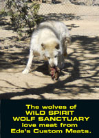 Wolf Spirit